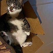 Lucky is registered to the contest to win money with this photo: cat, cardboard_box, tongue_out, relaxed, pet, paw, striped, white_fur, shadow, indoor, hand, peace_sign, fur, tabby, animal, cute, box, whiskers, pink_paw, claws