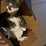 cat, cardboard_box, tongue_out, relaxed, pet, paw, striped, white_fur, shadow, indoor, hand, peace_sign, fur, tabby, animal, cute, box, whiskers, pink_paw, claws