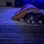 Lucky joined the competition — help win amazing prizes! cat, blanket, carpet, indoor, pet, cozy, fringes, fur, animal, resting, cute, domestic, feline, low_light, home, relaxed, paw, striped, whiskers, curious