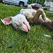 Zara joined the competition — help win amazing prizes! dog, grass, outdoor, pet, playful, suburban, house, car, chain_collar, relaxed, ears, tail, sidewalk, lawn, daytime, canine, animal, fun, nature, tongue