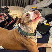Petee is registered to the contest to win money with this photo: dog, cat, bed, blanket, pillow, indoor, pet, furniture, collar, chain, brown_dog, black_cat, resting, looking_up, household_items, curtains, multicolor_blanket, domestic_animals, relaxing, cozy