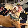 dog, cat, bed, blanket, pillow, indoor, pet, furniture, collar, chain, brown_dog, black_cat, resting, looking_up, household_items, curtains, multicolor_blanket, domestic_animals, relaxing, cozy