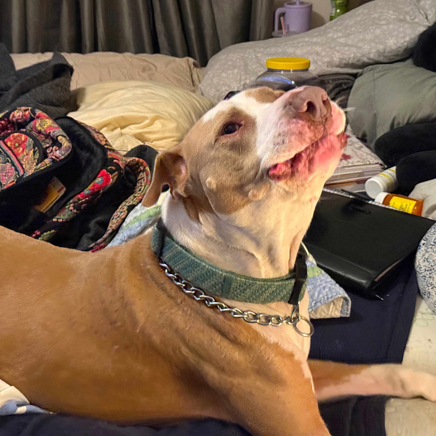 Petee is registered to the contest to win money with this photo: dog, cat, bed, blanket, pillow, indoor, pet, furniture, collar, chain, brown_dog, black_cat, resting, looking_up, household_items, curtains, multicolor_blanket, domestic_animals, relaxing, cozy