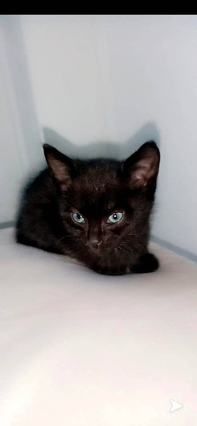 Miou a rejoint le concours — aidez-le/la à gagner de superbes lots ! asian, black_cat, bombay, burmese, carnivore, cat, domestic_short_haired_cat, ear, eye, felidae, german_rex, havana_brown, iris, kitten, korat, mammal, small_to_medium_sized_cats, snout, vertebrate, whiskers