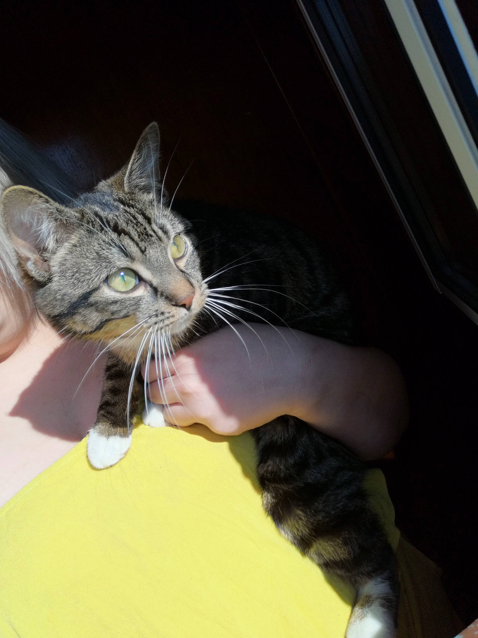 Laika a rejoint le concours — aidez-le/la à gagner de superbes lots ! asian, carnivore, cat, domestic_short_haired_cat, dragon_li, european_shorthair, felidae, fur, kitten, leg, polydactyl_cat, small_to_medium_sized_cats, snout, tabby_cat, whiskers