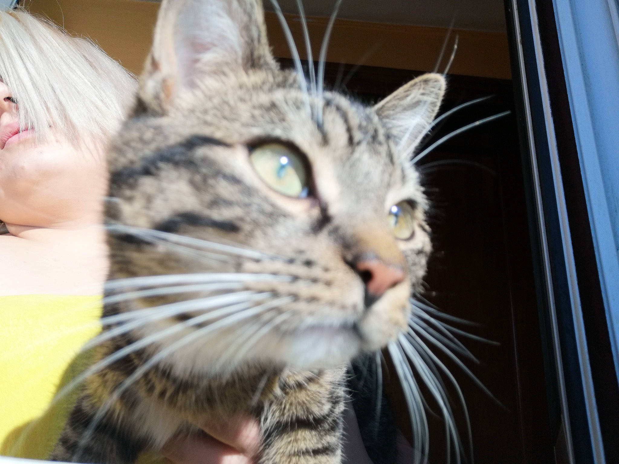 Laika a rejoint le concours — aidez-le/la à gagner de superbes lots ! american_shorthair, asian, bengal, carnivore, cat, close_up, domestic_short_haired_cat, dragon_li, egyptian_mau, european_shorthair, eye, felidae, kitten, mammal, nose, small_to_medium_sized_cats, snout, tabby_cat, vertebrate, whiskers