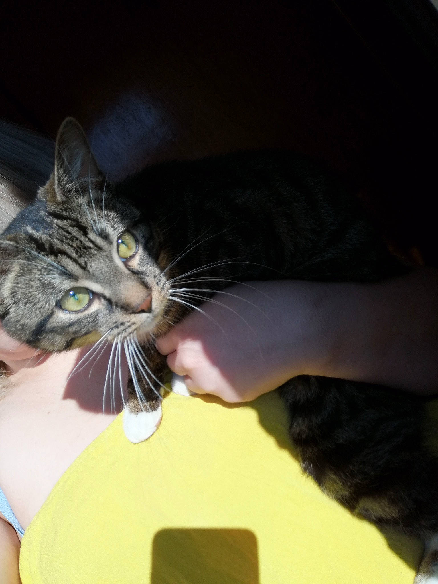 Laika participe au concours pour gagner de l'argent avec cette photo : american_shorthair, asian, carnivore, cat, domestic_short_haired_cat, ear, european_shorthair, eye, felidae, fur, gesture, hand, kitten, leg, nose, polydactyl_cat, small_to_medium_sized_cats, snout, tabby_cat, whiskers