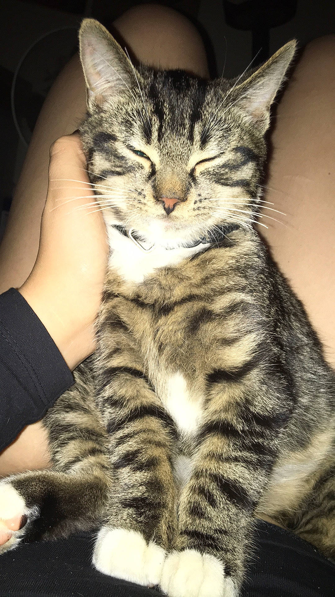 Laika a rejoint le concours — aidez-le/la à gagner de superbes lots ! american_shorthair, american_wirehair, asian, california_spangled, carnivore, cat, domestic_short_haired_cat, dragon_li, egyptian_mau, european_shorthair, felidae, kitten, mammal, pixie_bob, small_to_medium_sized_cats, snout, sokoke, tabby_cat, vertebrate, whiskers