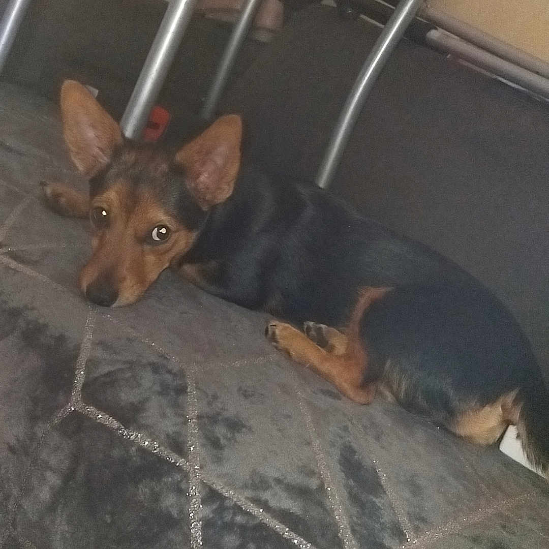 Vénus participe au concours pour gagner de l'argent avec cette photo : animal, architecture, beagle, building, canine, chair, chihuahua, cushion, diningroom, diningtable, dog, furniture, germanshepherd, homedecor, hound, indoors, pet, puppy, slate, table