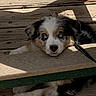 Lucy joined the competition — help win amazing prizes! puppy, dog, blue_eyes, wooden_deck, bench, shadow, sunlight, leash, pet, animal, cute, young_dog, outdoor, resting, fur, black, white, brown, curious, playful