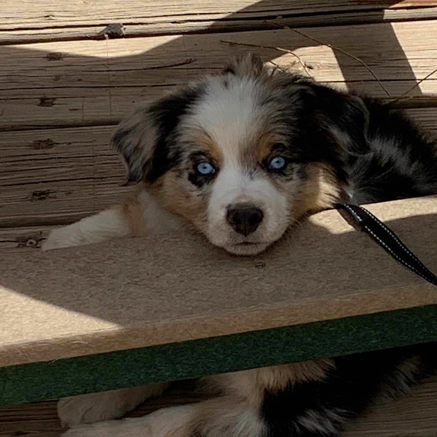 Lucy joined the competition — help win amazing prizes! puppy, dog, blue_eyes, wooden_deck, bench, shadow, sunlight, leash, pet, animal, cute, young_dog, outdoor, resting, fur, black, white, brown, curious, playful
