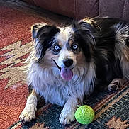 Lucy is registered to the contest to win money with this photo: animal, blue_eyes, carpet, companion, couch, cute, dog, fluffy, fur, happy, household, indoor, mammal, paw, pet, playing, resting, smiling, tennis_ball, tongue_out