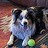animal, blue_eyes, carpet, companion, couch, cute, dog, fluffy, fur, happy, household, indoor, mammal, paw, pet, playing, resting, smiling, tennis_ball, tongue_out