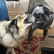Lucy is registered to the contest to win money with this photo: dog, playful, indoor, carpet, furniture, two_dogs, animal_interaction, pet, canine, snout, fur, companion, domestic, home, curious, friendly, close_up, floor, white_chair, black_and_white