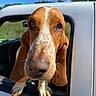 animal, basset_hound, blue_sky, canine, car, close_up, daylight, dog, ears, face, greenery, looking, mammal, nature, nose, outdoor, pet, portrait, vehicle, window