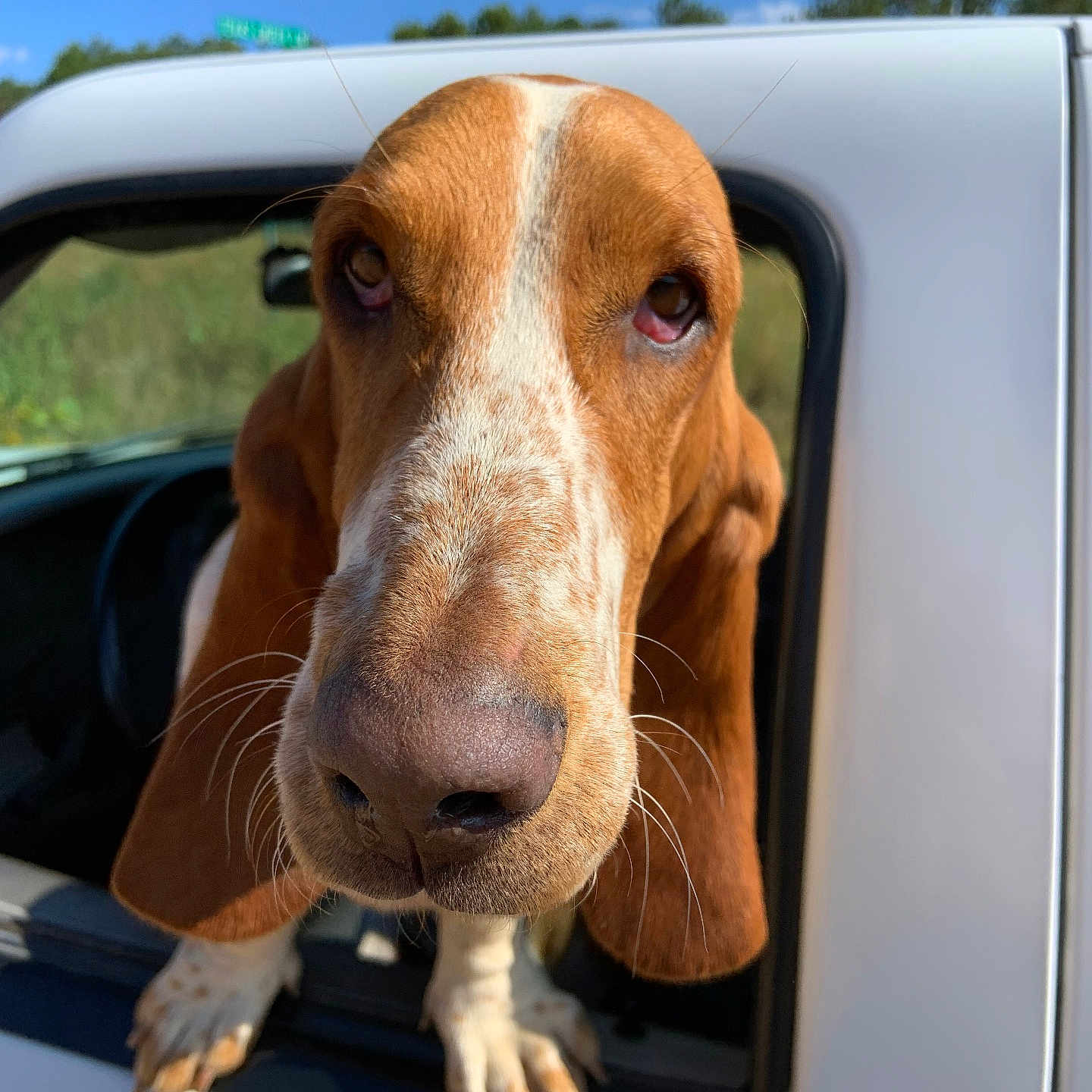 Molly joined the competition — help win amazing prizes! dog, basset_hound, car, window, outdoor, animal, pet, close_up, ears, nose, face, blue_sky, nature, greenery, daylight, mammal, canine, portrait, looking, vehicle