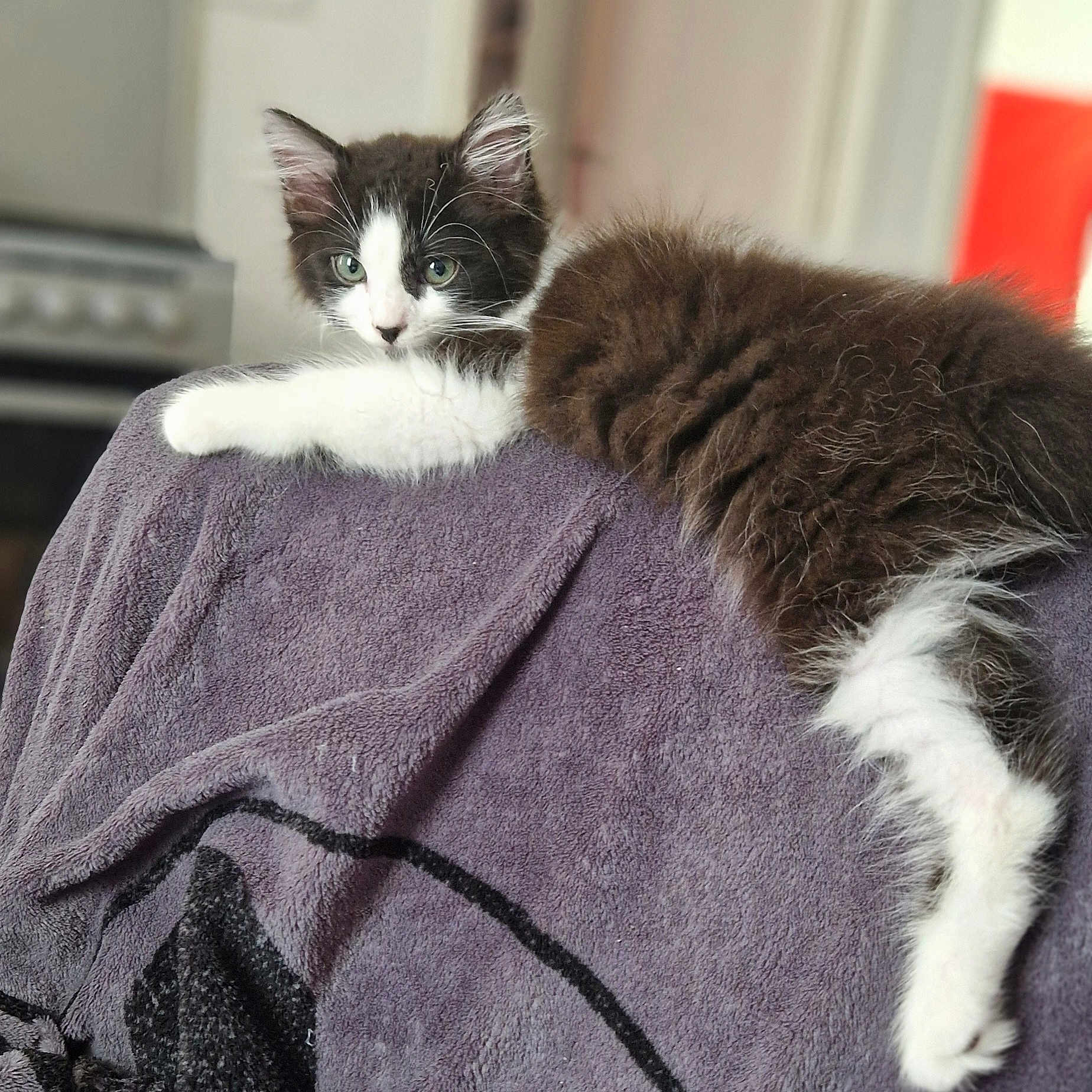 Guizmo a rejoint le concours — aidez-le/la à gagner de superbes lots ! animal, black_and_white, cat, cozy, curious, ears, fluffy, fur, furniture, home, indoor, kitten, lying_down, pet, relaxed, resting, soft_focus, towel, whiskers, young