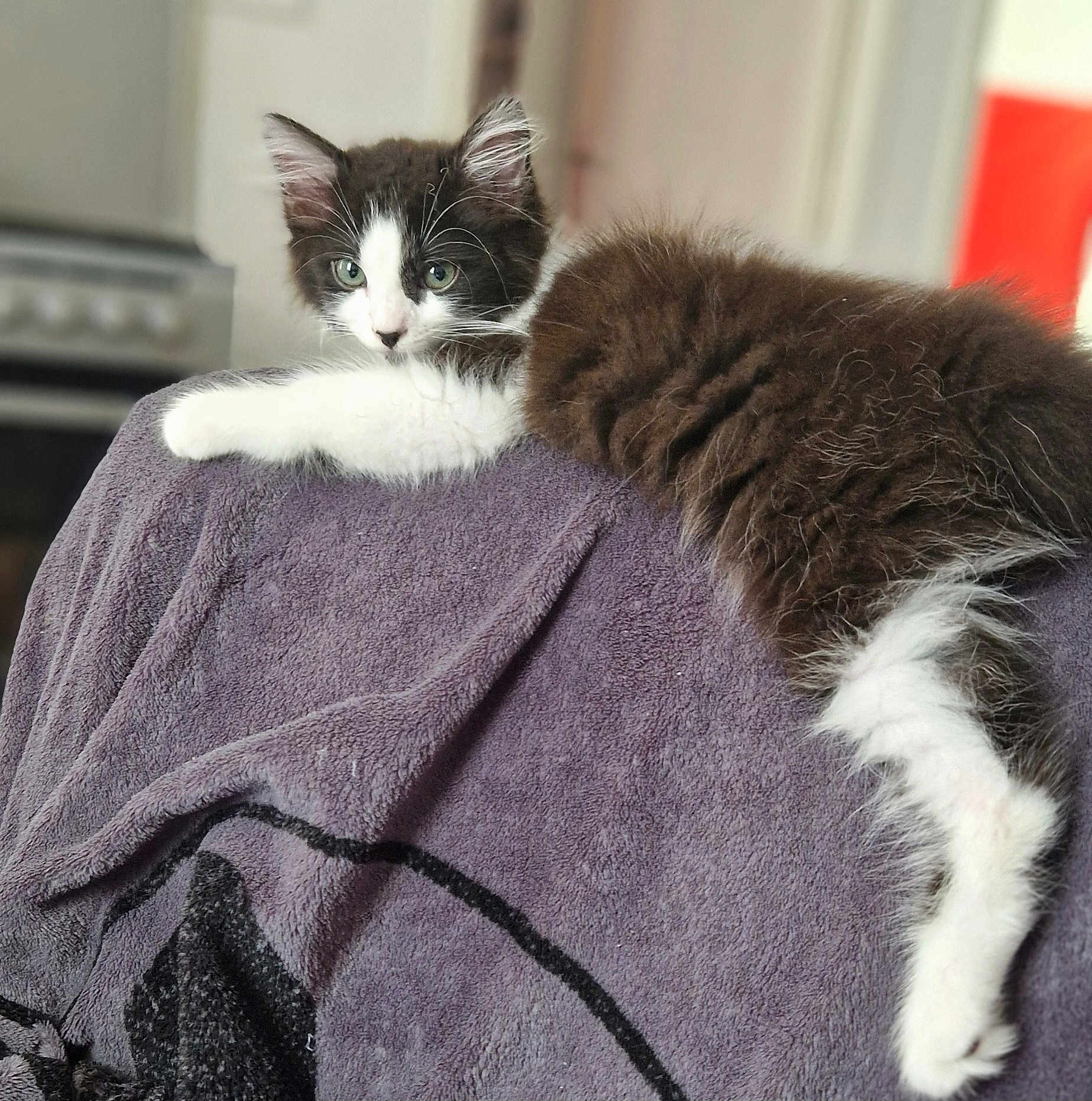 Guizmo a rejoint le concours — aidez-le/la à gagner de superbes lots ! kitten, cat, fluffy, black_and_white, towel, indoor, furniture, relaxed, resting, pet, animal, young, cozy, home, soft_focus, curious, lying_down, fur, whiskers, ears