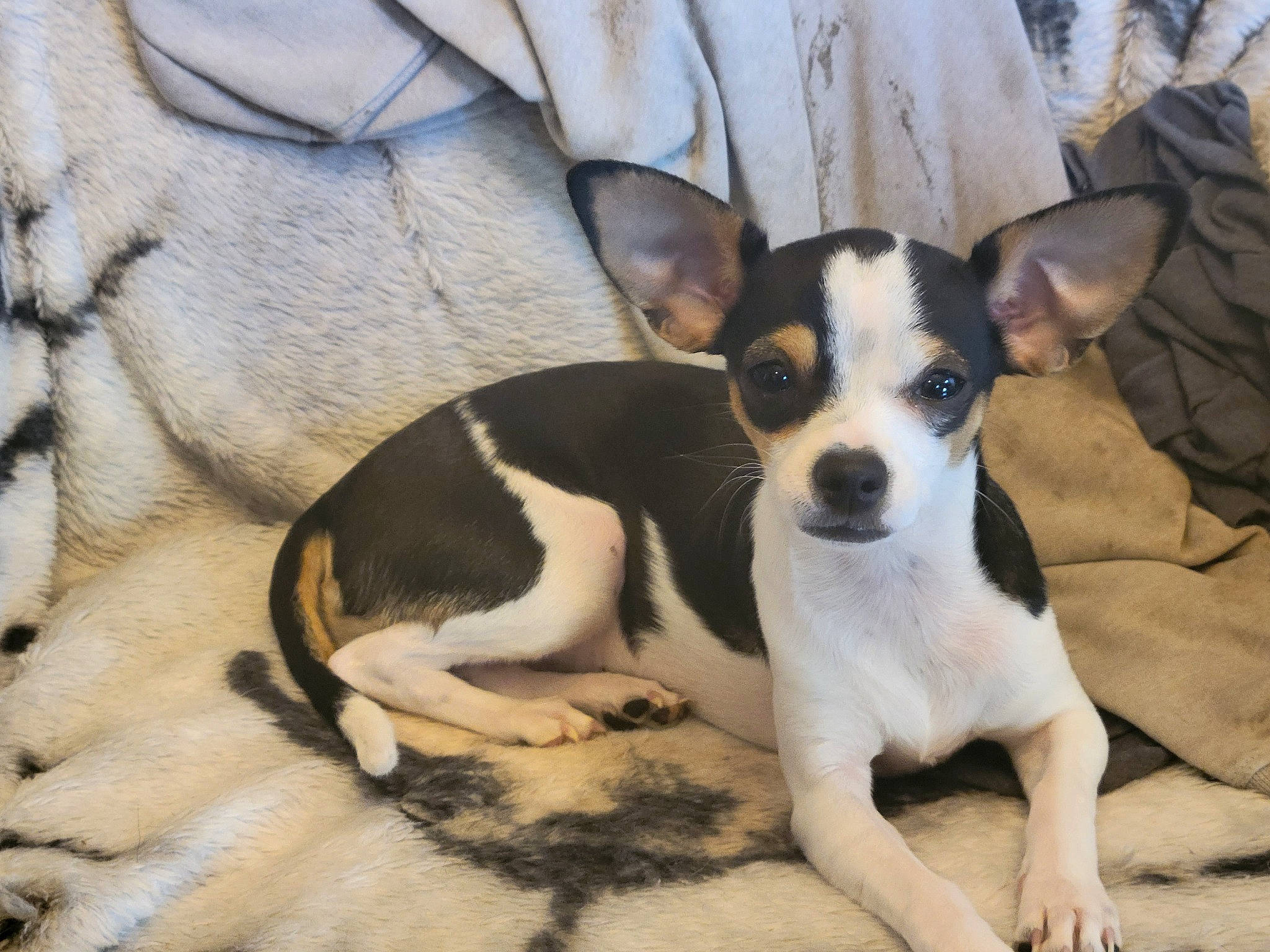 Bitsy is registered to the contest to win money with this photo: canidae, carnivore, chihuahua, chilean_fox_terrier, comfort, companion_dog, corgi_chihuahua, dog, dog_breed, fawn, non_sporting_group, russkiy_toy, small_terrier, snout, sporting_group, terrestrial_animal, terrier, toy_dog, whiskers, working_animal