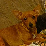 Undy participe au concours pour gagner de l'argent avec cette photo : blanket, brown_fur, canine, chihuahua_mix, couch, cozy, cute, dog, ears, eyes, indoor, living_room, looking_at_camera, nose, paw, pet, portrait, resting, small_dog, white_chest_mark