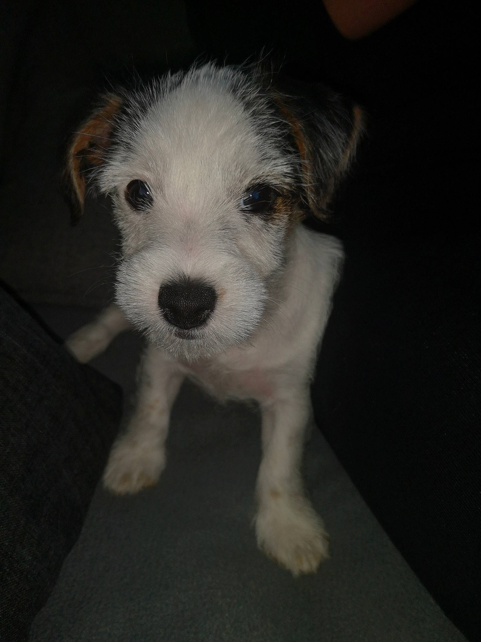 Roxy a rejoint le concours — aidez-le/la à gagner de superbes lots ! canidae, carnivore, companion_dog, dog, dog_breed, fox_terrier, jack_russell_terrier, mammal, norfolk_terrier, parson_russell_terrier, puppy, rare_breed_dog, russell_terrier, schnoodle, sealyham_terrier, snout, sporting_lucas_terrier, terrier, vertebrate, wire_hair_fox_terrier