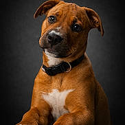 Hypno participe au concours pour gagner de l'argent avec cette photo : animal, black_background, brown, collar, cute, dog, ears, expression, front_view, fur, indoor, isolated, looking, paw, pet, portrait, puppy, studio, white, young