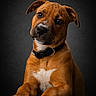 animal, black_background, brown, collar, cute, dog, ears, expression, front_view, fur, indoor, isolated, looking, paw, pet, portrait, puppy, studio, white, young