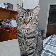 Luke joined the competition — help win amazing prizes! animal, bed, blanket, cat, clutter, cute, door, fur, furniture, green_eyes, household, indoor, looking, pet, plaid, room, sitting, tabby, whiskers, wooden_desk