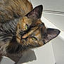 cat, tortoiseshell, feline, pet, animal, fur, green_eyes, relaxed, sunlight, indoor, closeup, whiskers, ear, face, muzzle, shadow, wall, comfortable, resting, cute