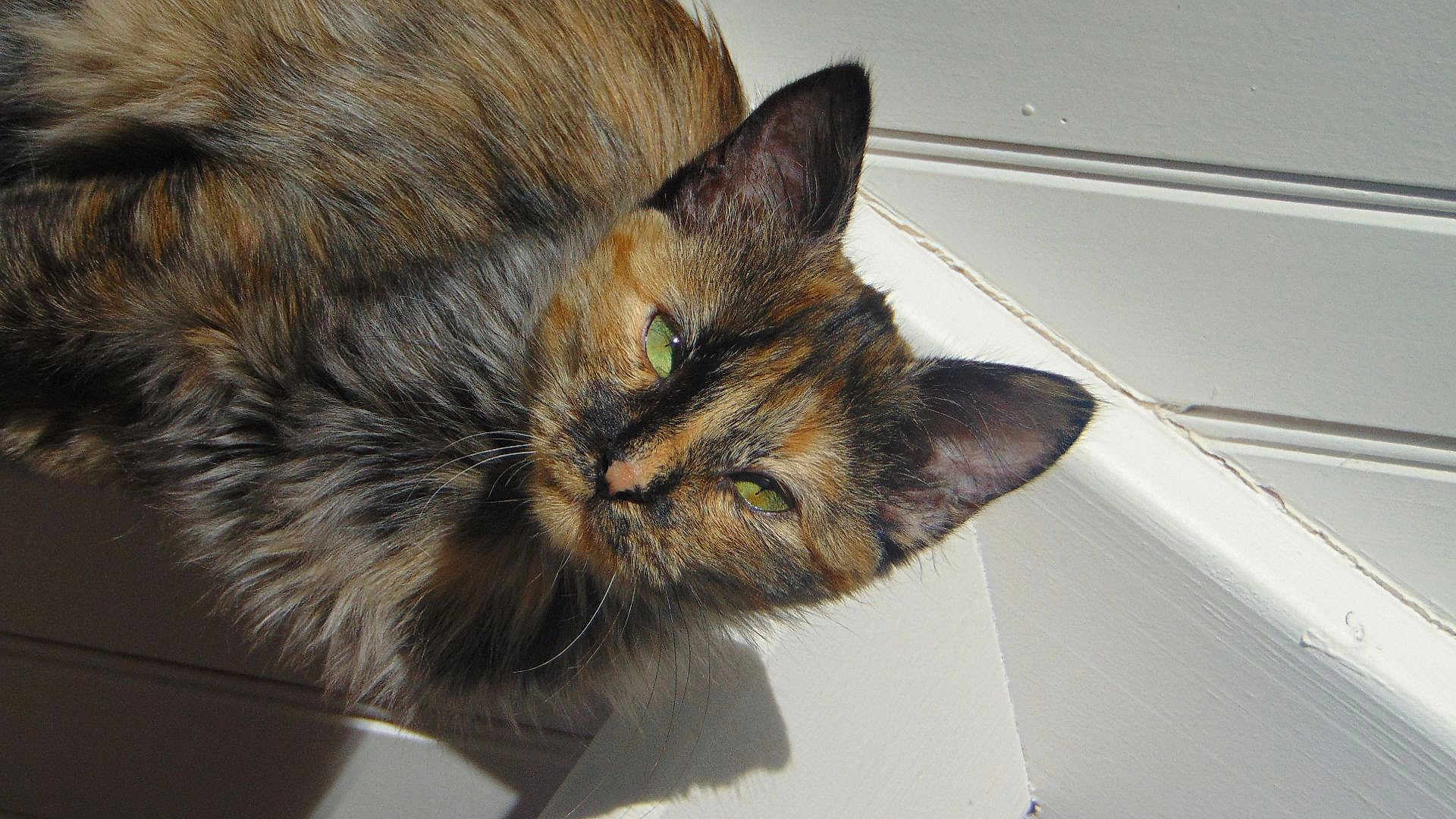 Chanel a rejoint le concours — aidez-le/la à gagner de superbes lots ! cat, tortoiseshell, feline, pet, animal, fur, green_eyes, relaxed, sunlight, indoor, closeup, whiskers, ear, face, muzzle, shadow, wall, comfortable, resting, cute