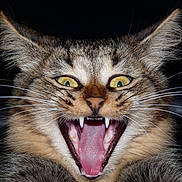 Olive a rejoint le concours — aidez-le/la à gagner de superbes lots ! cat, animal, pet, close_up, mouth_open, teeth, whiskers, yellow_eyes, fur, tabby, face, tongue, portrait, feline, indoor, expression, sharp_teeth, ears, dark_background, vivid