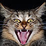 cat, animal, pet, close_up, mouth_open, teeth, whiskers, yellow_eyes, fur, tabby, face, tongue, portrait, feline, indoor, expression, sharp_teeth, ears, dark_background, vivid