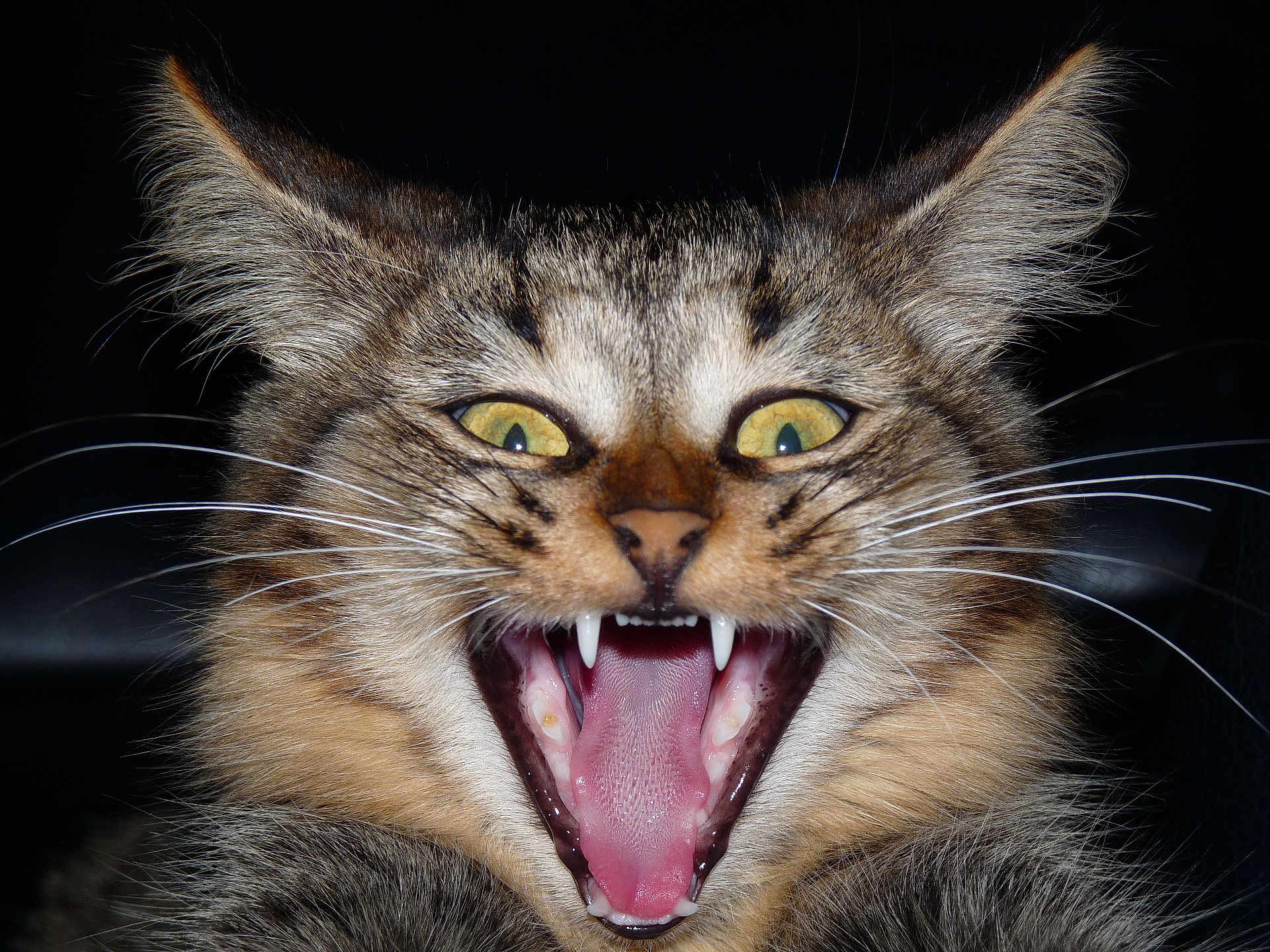 Olive a rejoint le concours — aidez-le/la à gagner de superbes lots ! cat, animal, pet, close_up, mouth_open, teeth, whiskers, yellow_eyes, fur, tabby, face, tongue, portrait, feline, indoor, expression, sharp_teeth, ears, dark_background, vivid