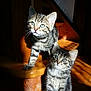 kitten, cat, tabby, feline, pets, indoor, stairs, wooden, sunlight, curious, young, cute, whiskers, fur, domestic, animal, two, siblings, playful, cozy