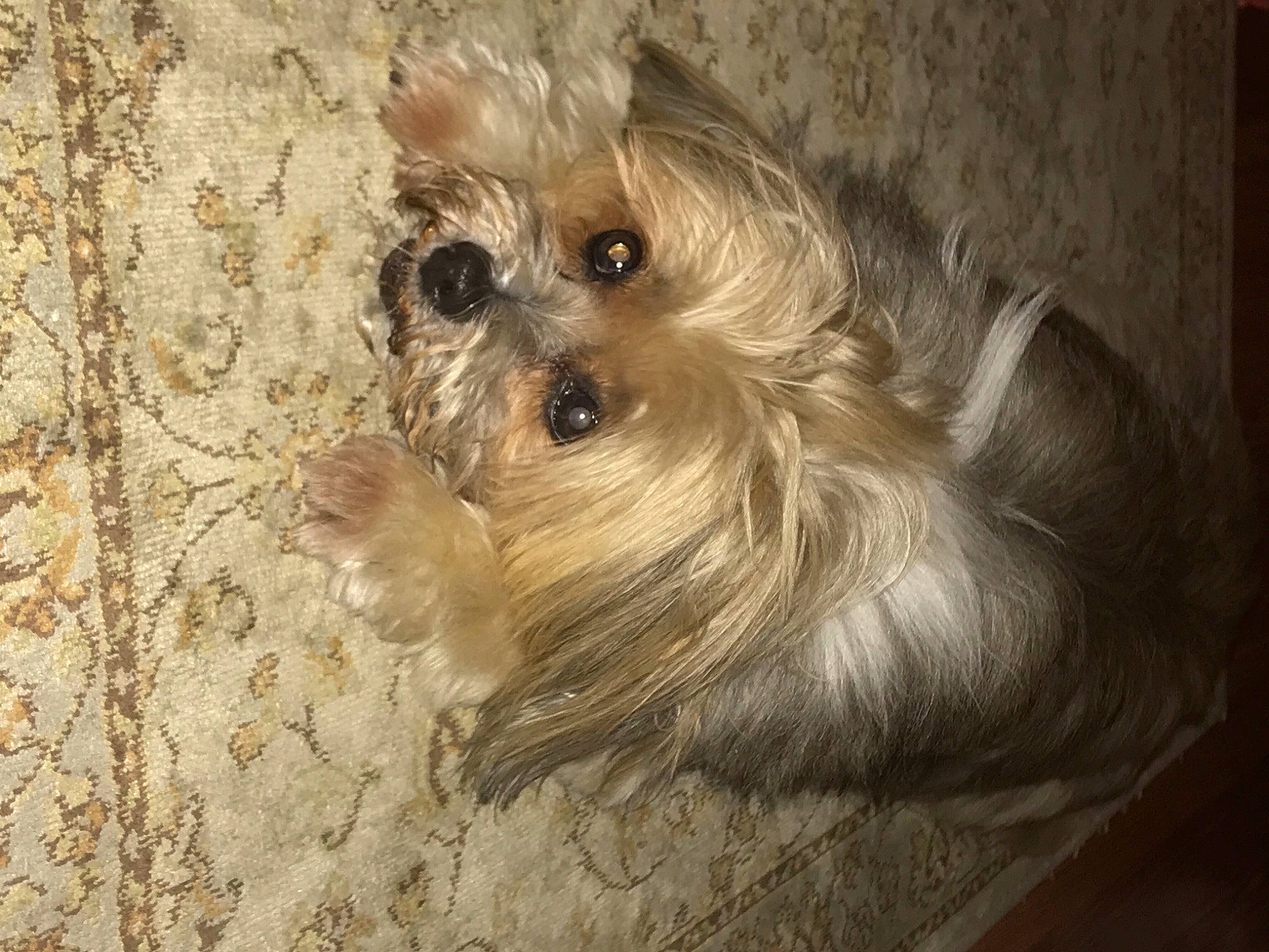 China joined the competition — help win amazing prizes! biewer_terrier, canidae, carnivore, companion_dog, dog, dog_breed, dog_supply, fawn, fur, liver, maltepoo, poodle_crossbreed, puppy_love, small_terrier, snout, sporting_group, terrier, toy_dog, whiskers, working_animal