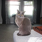 Mclovin joined the competition — help win amazing prizes! amber_eyes, animal, calm, carpet, cat, cozy, curtains, domestic_cat, feline, furniture, grey_cat, home_interior, indoor, living_room, ottoman, pet, relaxed, sitting, tray, window