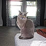 amber_eyes, animal, calm, carpet, cat, cozy, curtains, domestic_cat, feline, furniture, grey_cat, home_interior, indoor, living_room, ottoman, pet, relaxed, sitting, tray, window