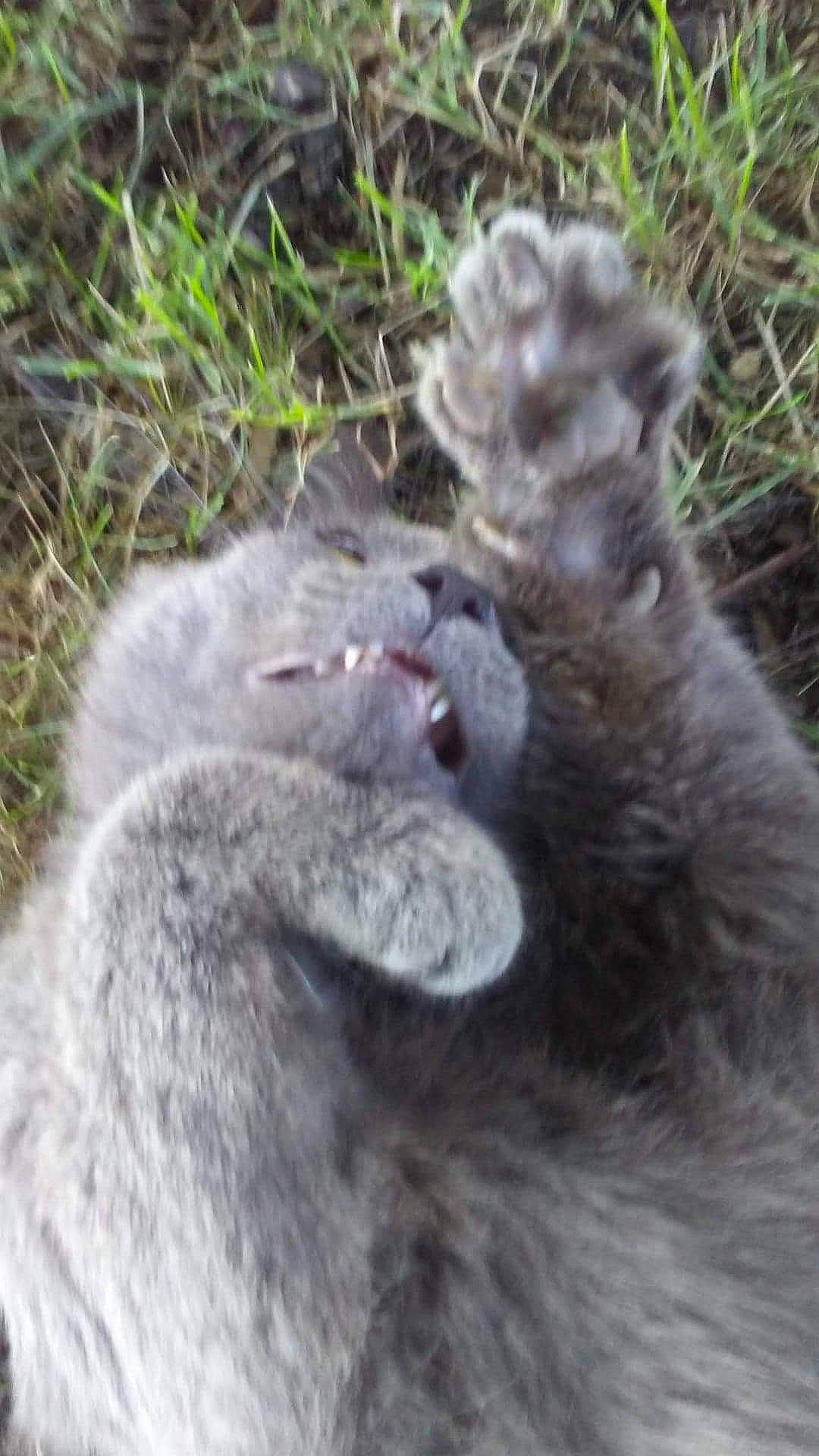 Smokey is registered to the contest to win money with this photo: canidae, carnivore, dog_breed, fang, felidae, fur, grass, paw, plant, small_to_medium_sized_cats, tail, terrestrial_animal, whiskers, wildlife, wolf