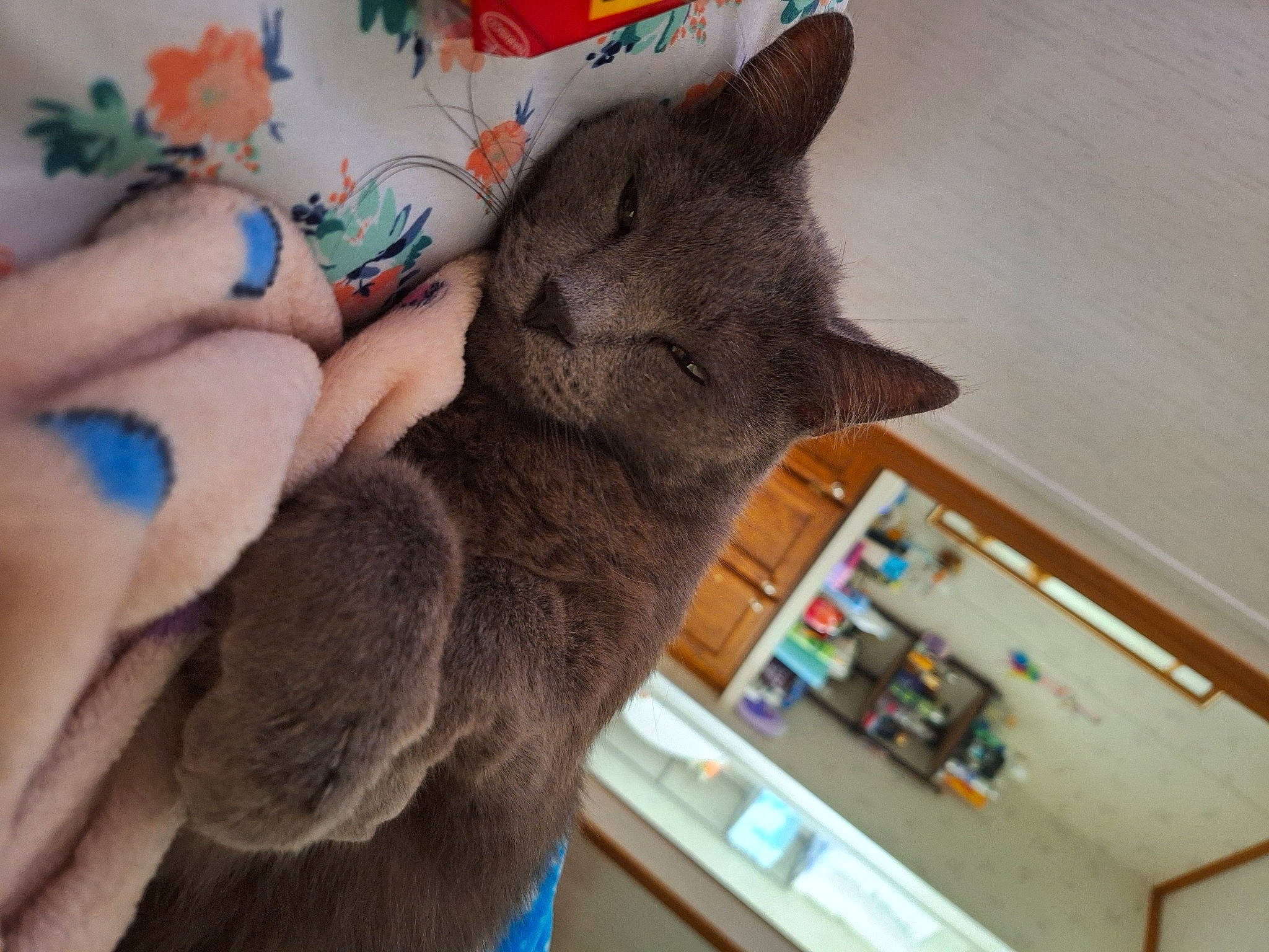 Smokey is registered to the contest to win money with this photo: carnivore, cat, comfort, domestic_short_haired_cat, ear, fawn, felidae, finger, fur, gesture, nail, russian_blue, small_to_medium_sized_cats, snout, tree, whiskers, wood, wool