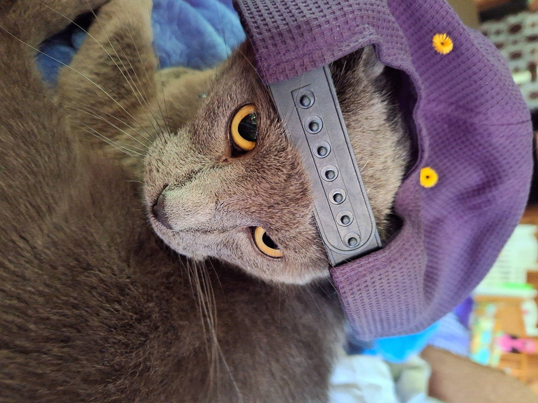 Smokey joined the competition — help win amazing prizes! bag, button, cap, carnivore, cat, collar, domestic_short_haired_cat, electric_blue, fashion_accessory, felidae, fur, hat, magenta, personal_protective_equipment, russian_blue, sleeve, small_to_medium_sized_cats, thread, whiskers, wool