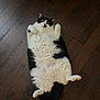 Pepper is registered to the contest to win money with this photo: cat, black_and_white, lying_down, floor, wooden_floor, pet, animal, fur, cute, chubby, indoor, wide_eyes, paws, relaxed, domestic_cat, whiskers, playful, funny, surprised, lying_on_back