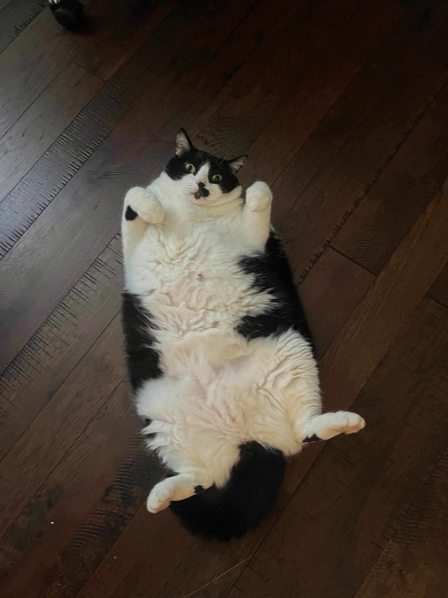 Pepper