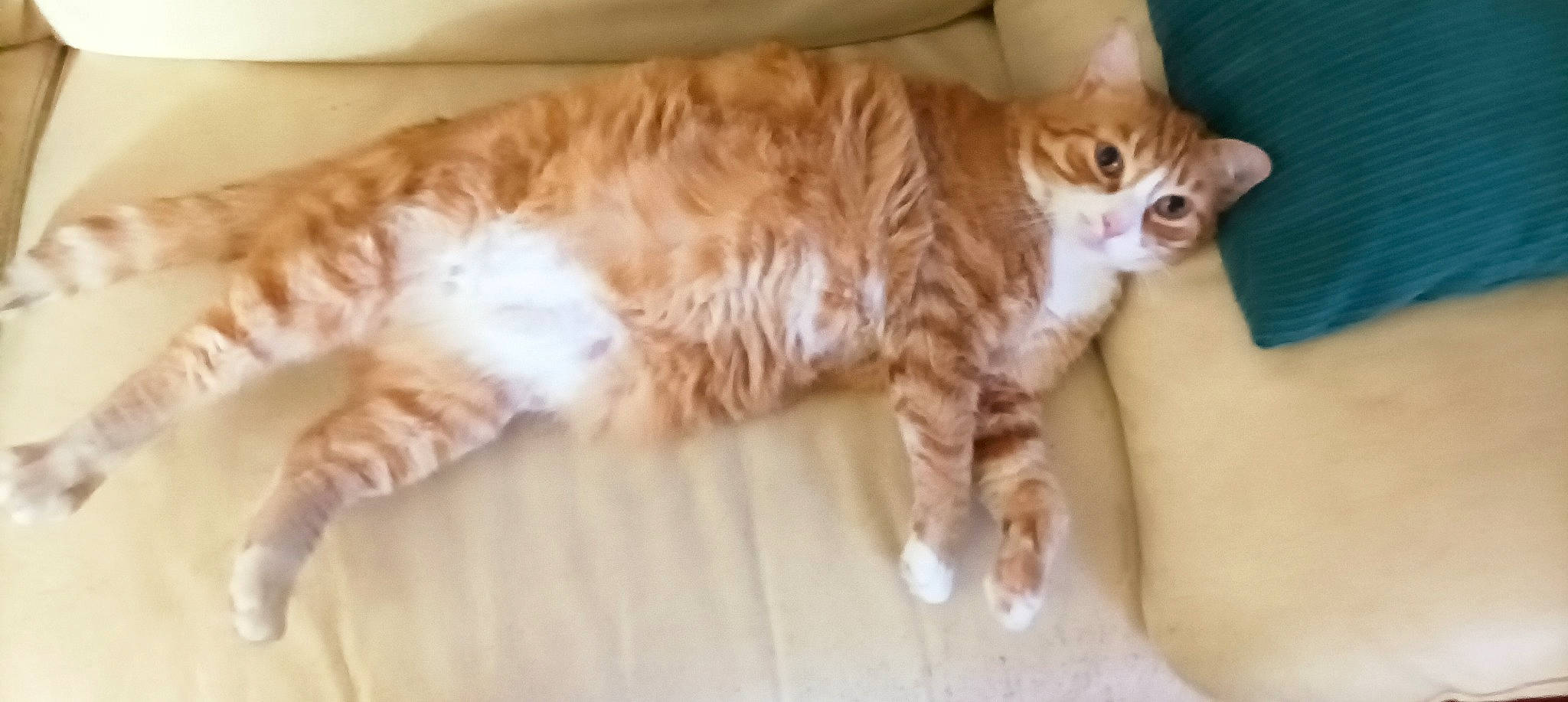 Riuk a rejoint le concours — aidez-le/la à gagner de superbes lots ! carnivore, cat, claw, comfort, domestic_short_haired_cat, fawn, felidae, flooring, fur, hardwood, paw, small_to_medium_sized_cats, tail, terrestrial_animal, whiskers, wood