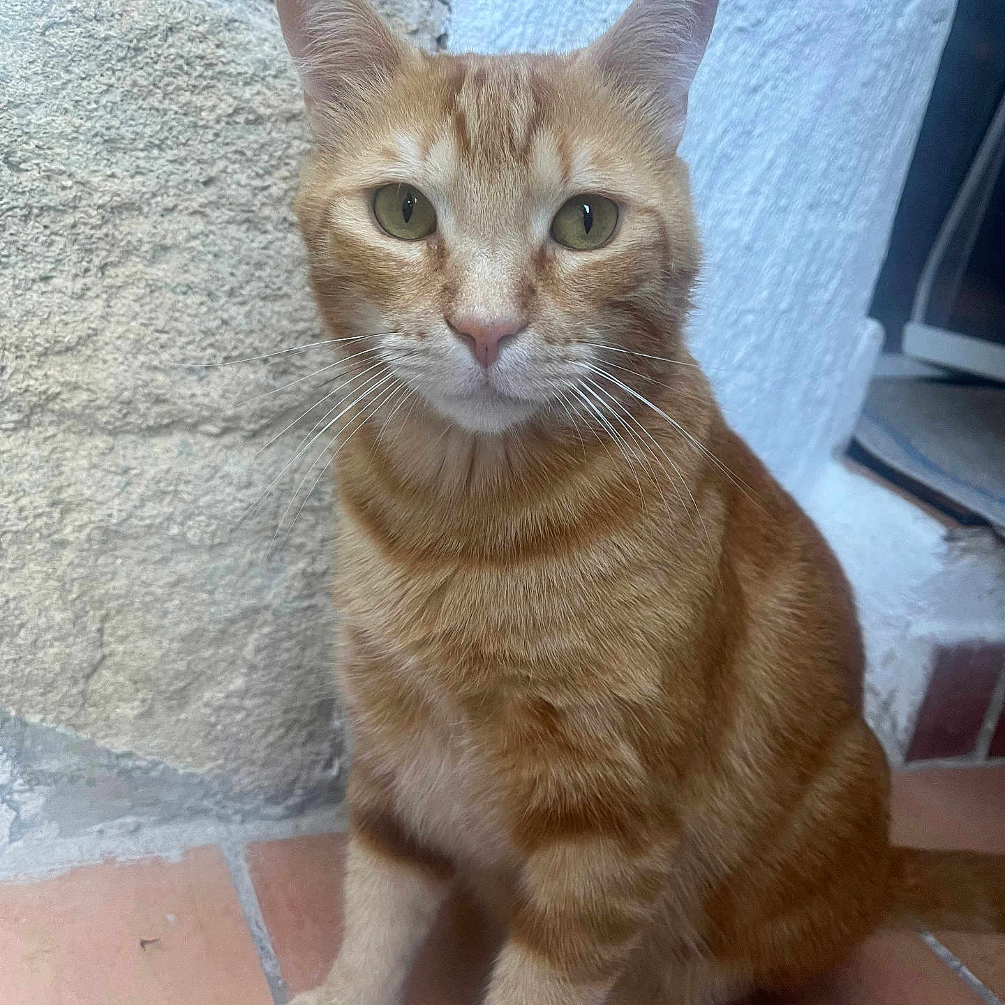 Loki a rejoint le concours — aidez-le/la à gagner de superbes lots ! animal, cat, curious, cute, domestic_animal, ears, eyes, feline, floor, fur, ginger_cat, indoor, pet, portrait, sitting, stone_wall, tabby, tile, whiskers, white_wall