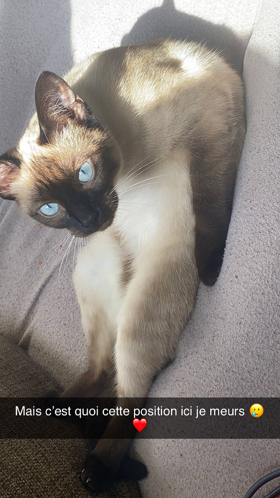 Naya a rejoint le concours — aidez-le/la à gagner de superbes lots ! balinese, birman, carnivore, cat, comfort, fawn, felidae, font, fur, iris, paw, photo_caption, photography, siamese, small_to_medium_sized_cats, snout, tail, thai, whiskers