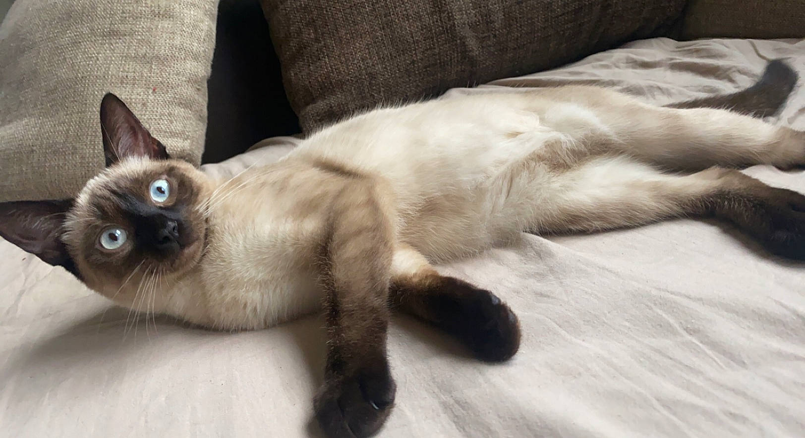 Naya participe au concours pour gagner de l'argent avec cette photo : balinese, carnivore, cat, comfort, domestic_short_haired_cat, fawn, felidae, foot, fur, paw, siamese, small_to_medium_sized_cats, tail, terrestrial_animal, whiskers