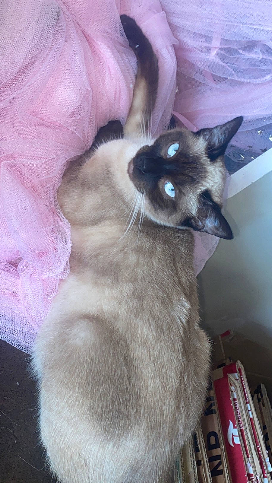 Naya participe au concours pour gagner de l'argent avec cette photo : balinese, birman, carnivore, cat, comfort, domestic_short_haired_cat, fawn, felidae, fur, mammal, nail, siamese, small_to_medium_sized_cats, thai, whiskers