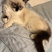 Jinxi joined the competition — help win amazing prizes! cat, siamese_cat, pet, animal, feline, fluffy, bed, pillow, indoor, resting, fur, tail, ears, blue_eyes, cute, domestic_animal, relaxed, soft, sleepy, cozy