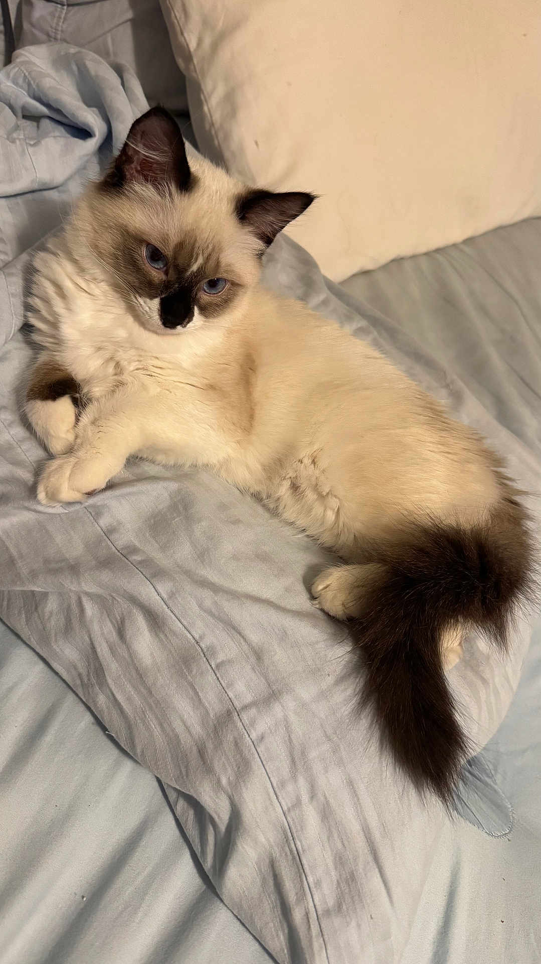Jinxi joined the competition — help win amazing prizes! cat, siamese_cat, pet, animal, feline, fluffy, bed, pillow, indoor, resting, fur, tail, ears, blue_eyes, cute, domestic_animal, relaxed, soft, sleepy, cozy
