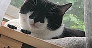 Figaro is registered to the contest to win money with this photo: cat, black_and_white, sleeping, window, curtain, cushion, pet, indoor, relaxing, feline, cozy, wooden_furniture, paw_print, whiskers, face, ears, daylight, home, resting, peaceful